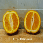 Orange Halves: Orange Fruit Tree | Tree-Fruit-Orange @ Tree-Pictures.com