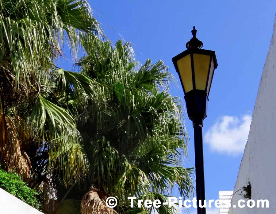 Palm Tree: Bermuda Palm Tree