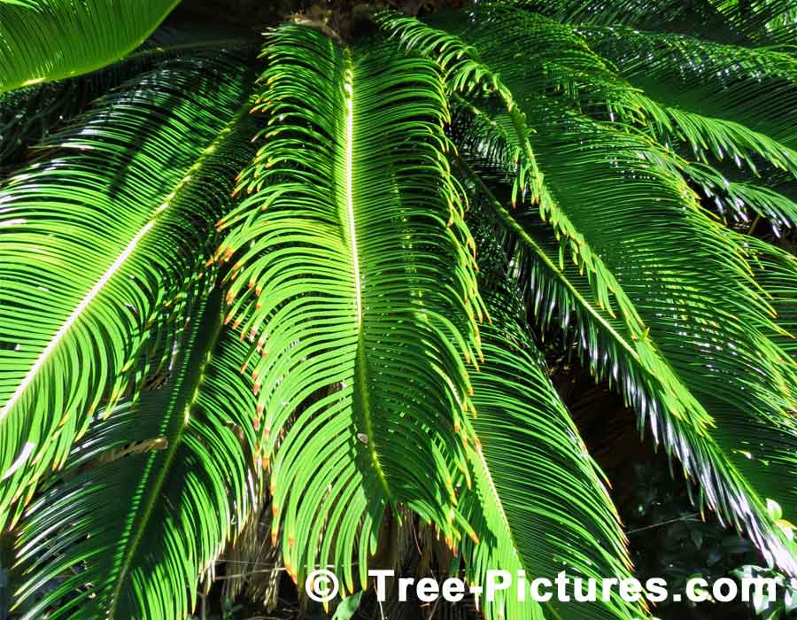 Palm Fronds | Trees:Palm:Fronds at Tree-Pictures.com