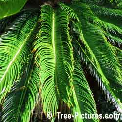 Palm Trees Leaves, Green Leaves of Palm Tree, Bermuda