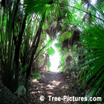 Tropical Palms: Palm Tree Path picture