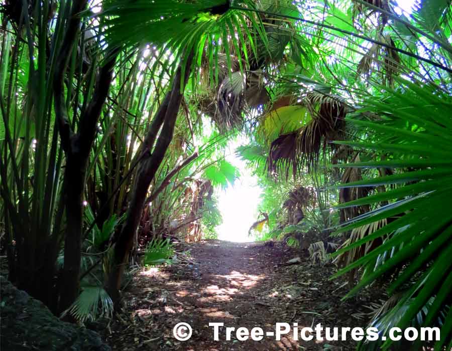 Tropical Palms: Palm Tree Path, Bermuda