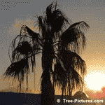 Palm Tree Sunset near Groto Bay Beach, Castle Harbour, Bermuda