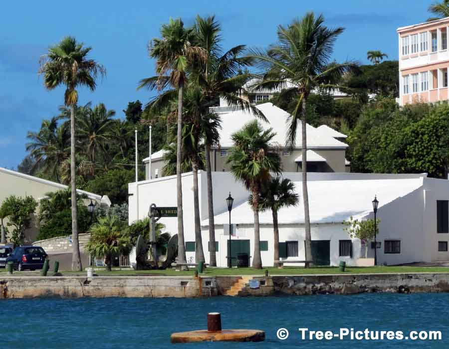 Royal Palm Trees, Bermuda