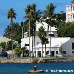 Palm Tree: Palm Tree: Tropical Palms, Bermuda