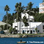 Tropical Royal Palm Trees St George, Bermuda