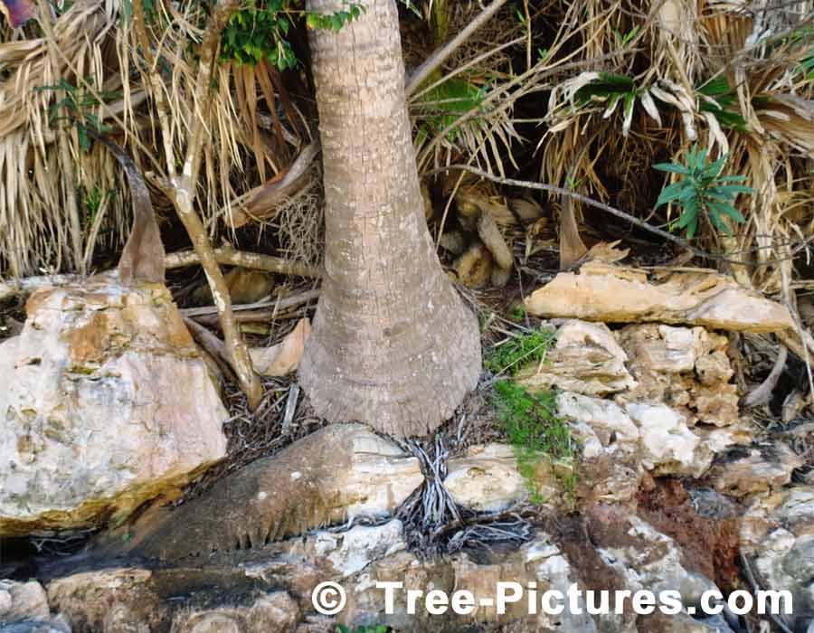 Bermuda Palm Trees, Royal Palm Tree Wood Trunk