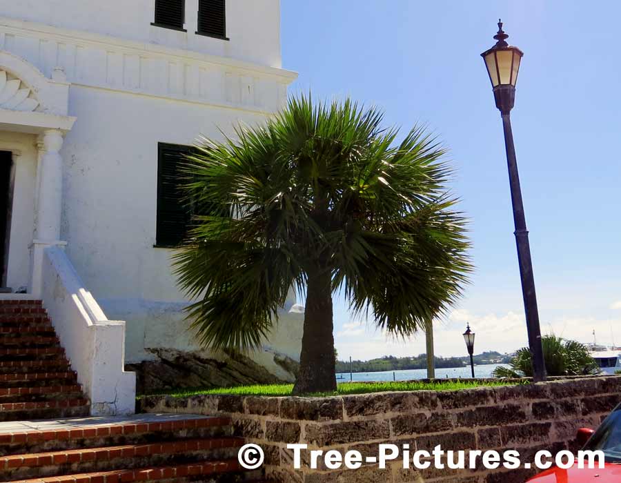 Palm Tree: Bermuda Palm Tree