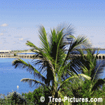 Pictures of Palm Trees: Tropical Palm Tree, Bermuda