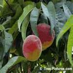 Fruit of the Peach Tree Ready for Harvesting | Tree-Peach-fruit @ Tree-Pictures.com