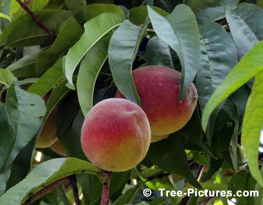 Peaches, Fruit of the Peach Tree Ready for Harvesting | Peach Trees at Tree-Pictures.com