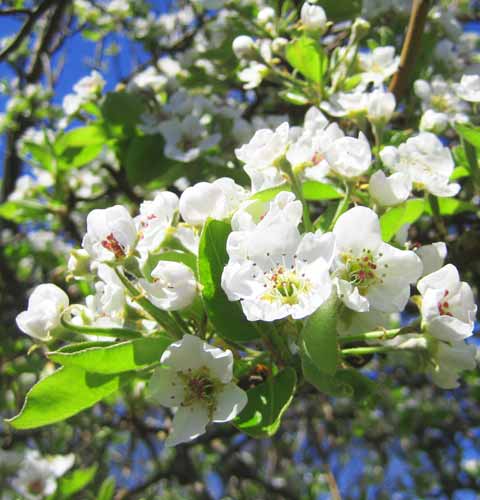 Pear Tree Blossom, Picture of Pear Tree Blossom