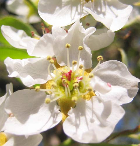Pear Tree Flower, Picture of Pear Tree Flower