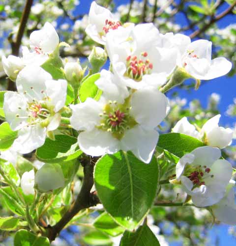 Pear Tree Flowers, Picture of Pear Tree Flowers