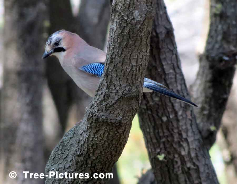 Pine Tree, Pine Branches with Blue Winged Bird | Pine Trees at Tree-Pictures.com