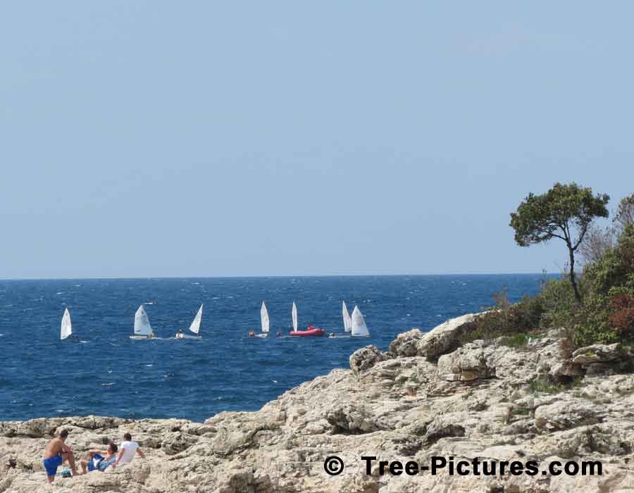 Pine Tree, Lone Pine Tree on the Adriatic Sea, Mediterranean | Pine Trees at Tree-Pictures.com