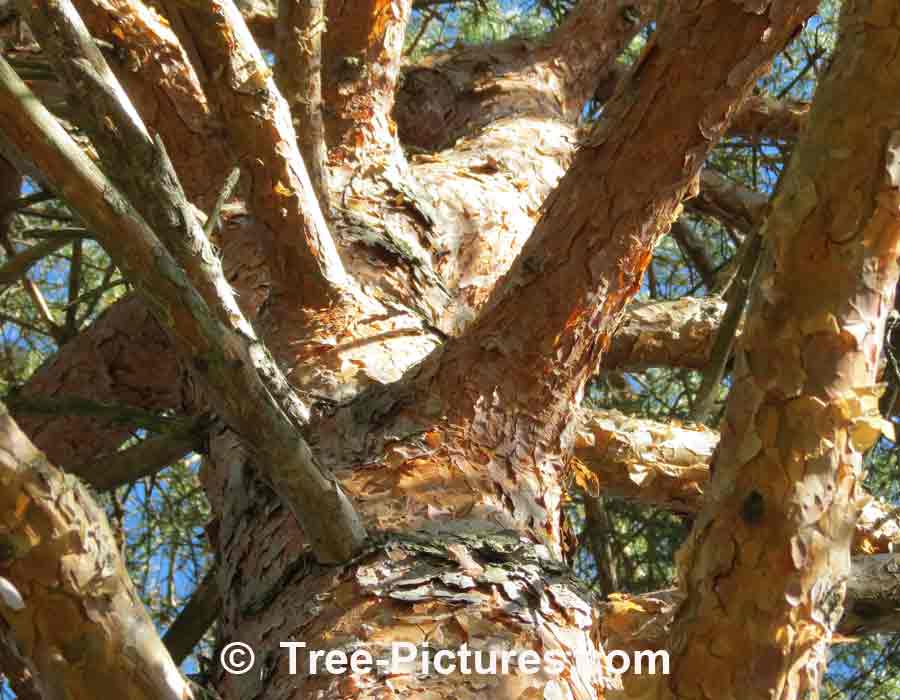 Pines: Scots Pine Tree Species; Branches, Bark, Trunk | Pine Trees at Tree-Pictures.com