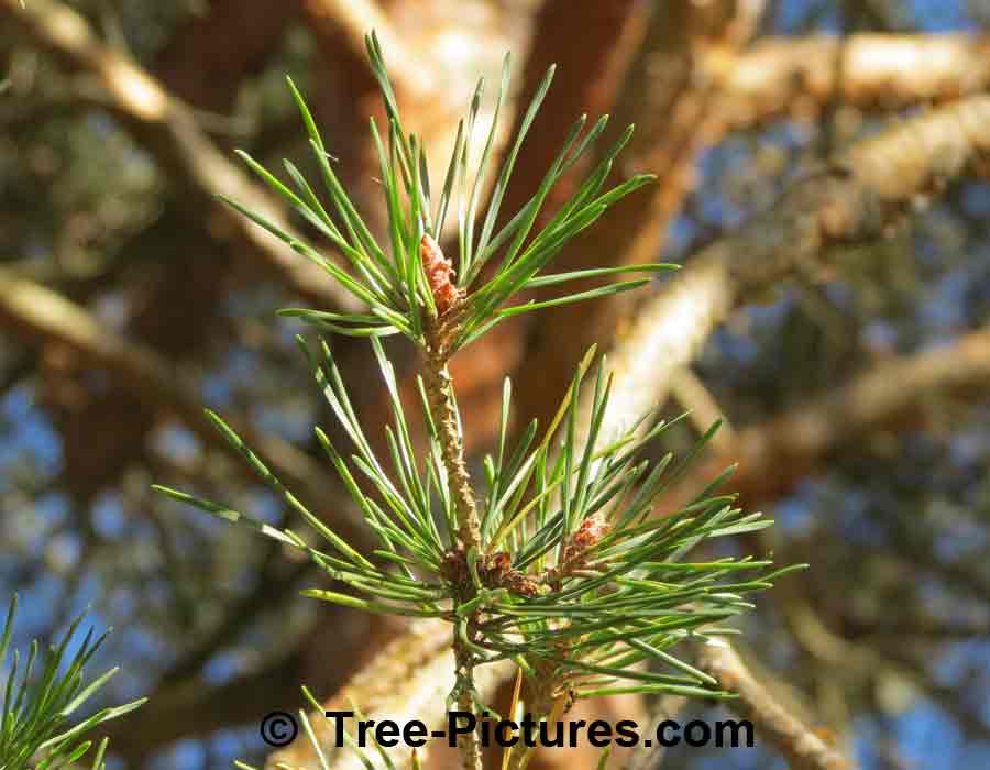 Pines, Scots Pine Needles Branch | Pine Trees at Tree-Pictures.com