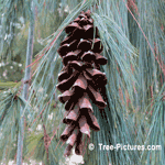 Pine Trees, Close Up Photo of a Pine Cone From the White Pine Tree | Tree-Pine-White @ Tree-Pictures.com