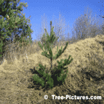 Pine Tree, New Pine Growth | Tree-Pine-White @ Tree-Pictures.com