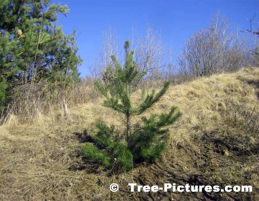 Pine Trees: Young Christmas Pine Tree| Pine Trees at Tree-Pictures.com