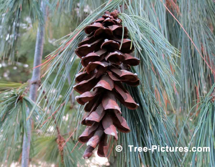 Pine Trees, Close Up Photo of a Pine Cone From the White Pine Tree | Pine Trees at Tree-Pictures.com