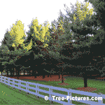 White Pine Trees, Exceptionally Well Pruned, Trimmed Pine Tree Landscape | Tree-Pine-White @ Tree-Pictures.com