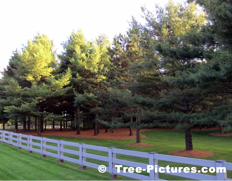 White Pine  Trees: Exceptionally Well Pruned, Trimmed Pine Tree Landscape | Pine Trees at Tree-Pictures.com