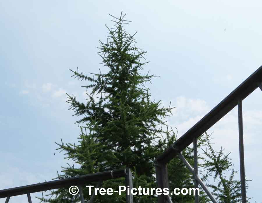 Pine Tree: Japanese Tamarack Type | Pine Trees at Tree-Pictures.com