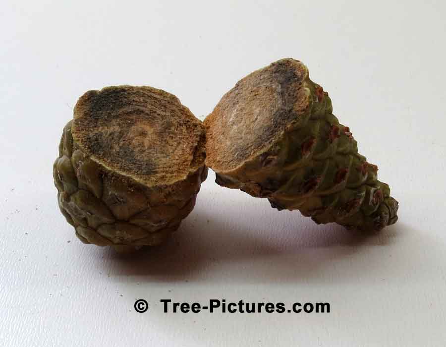 Pine Cone: Cross Section of White Pine Cone Showing Dense Interior| Pine Trees at Tree-Pictures.com