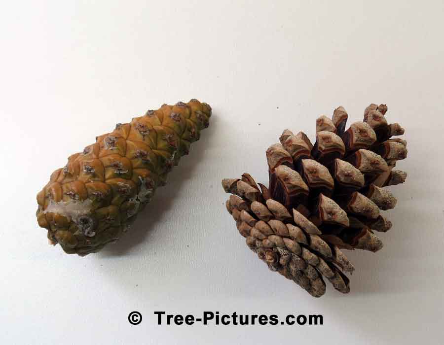 White Pine Cones: One Closed Pine Cone and One Open Pine Cone| Pine Trees at Tree-Pictures.com