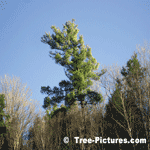 White Pine: Mature Tree Above the Forest Canopy | Tree:Pine+White at Tree-Pictures.com