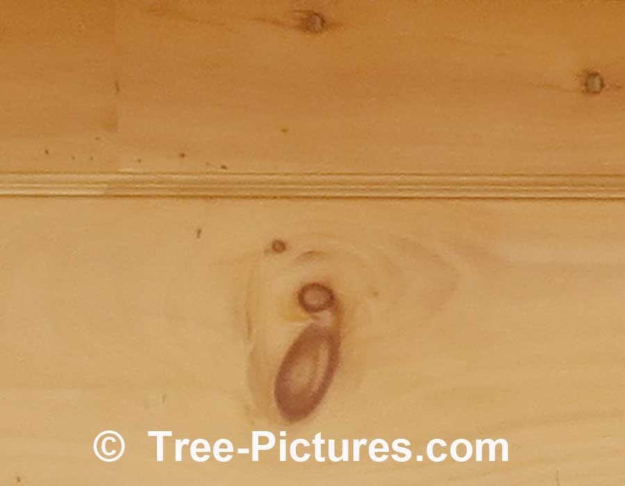 Pine Wood, Knotty Pine Cheap Wood Used For Household Repair | Pine Trees at Tree-Pictures.com