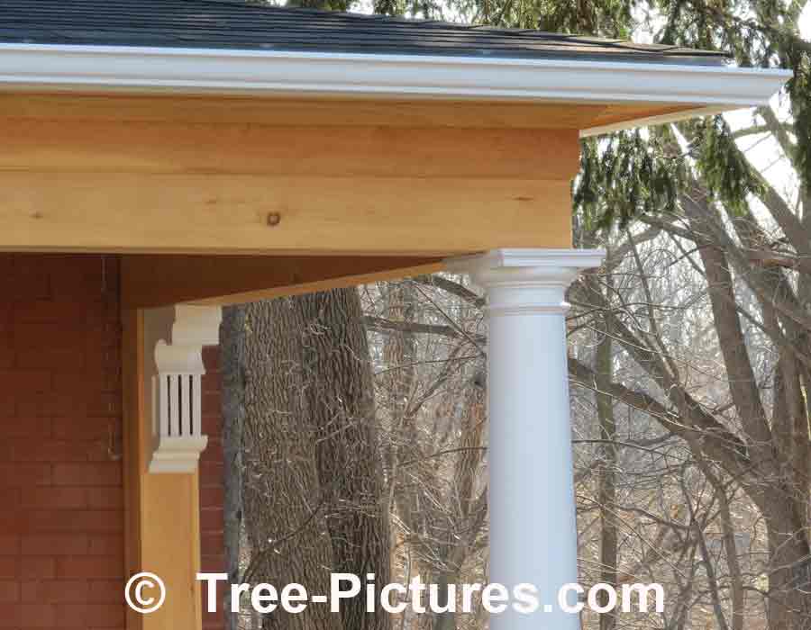 Pine Wood Household Repair of Front Porch | Pine Trees at Tree-Pictures.com