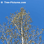 Photo of Poplar Tree Scientific Name; Populus
