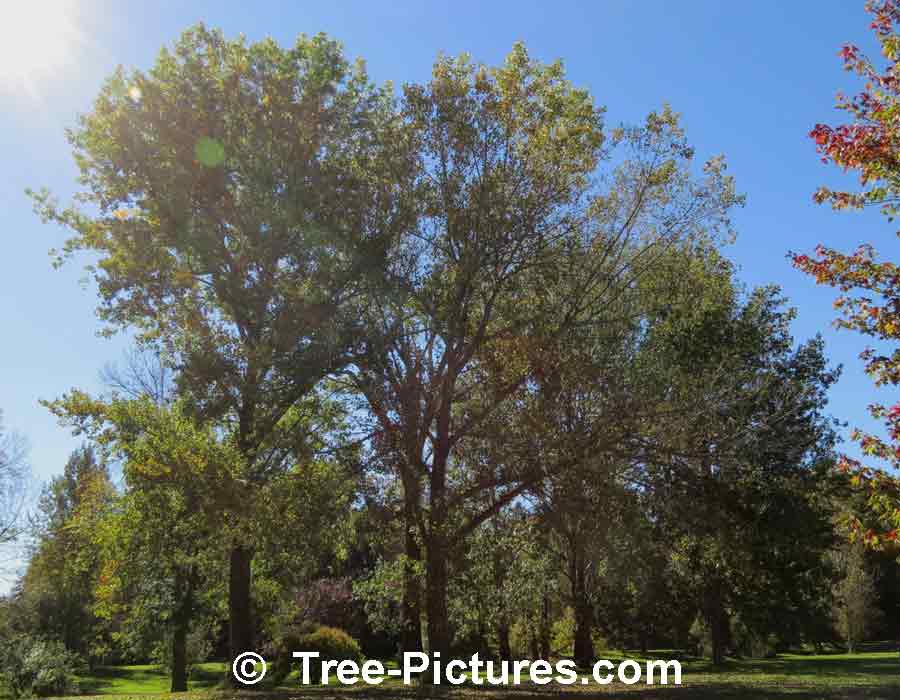 What are the different types of poplar trees?