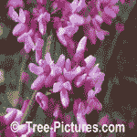 Red Bud Blooms: Beautiful Red Pink Flowers of the Redbud Tree