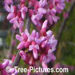 Picture of Redbud Tree, Closeup of Redbud Flowers
