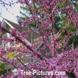 Redbud Tree Pictures, Pink Blossom of Redbud Tree