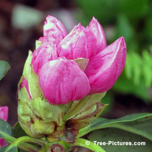 Rhododendrons, Impressive Rhododendron Pictures, Close Up Pic of a Magenta Rhododendron
