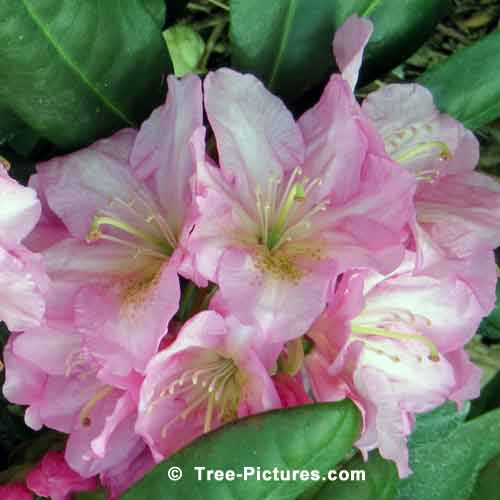 Rhododendrons, Impressive Rhododendron Scrubs, Rhododendron Pictures, Colorful Purple Rhododendron on Green Leaves Image