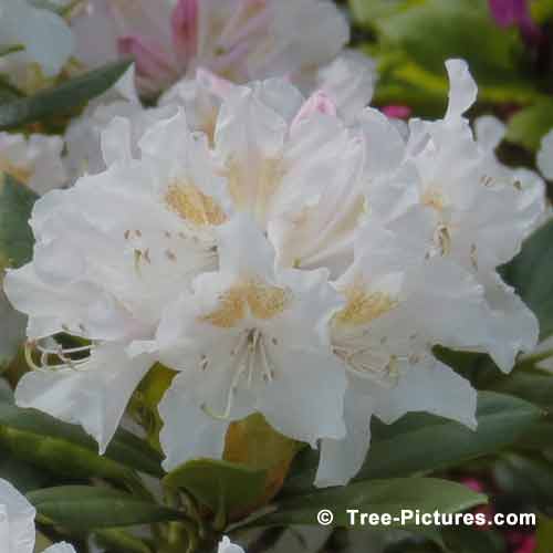 Rhododendron Bloom Picture, Impressive Pictures, Striking Closeup of White Rhododendron Picture