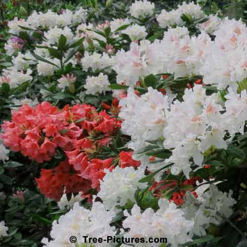 Rhododendrons, Rhododendron Photo of Colorful Red and White Rhododendron Shrubs