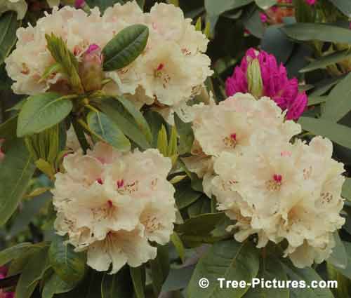Rhododendrons, Impressive Rhododendron Pictures, Yellow Rhododendron in Full Bloom Pic