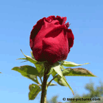 Single Red Rose | Rose-Blooms @ Tree-Pictures.com