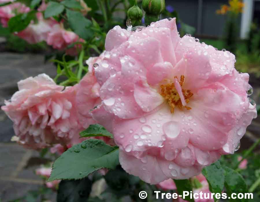 Roses: Picture of Pink Rose Shrub Flower with Rain Droplets | Roses at Tree-Pictures.com