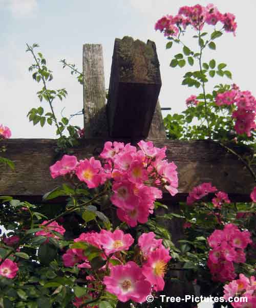 Rose Tree Pictures: Climbing Rose Bush, Pink Flowers Over Walkway Photo