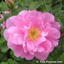 1 Rose Flower: Single Roses are Pretty in Pink