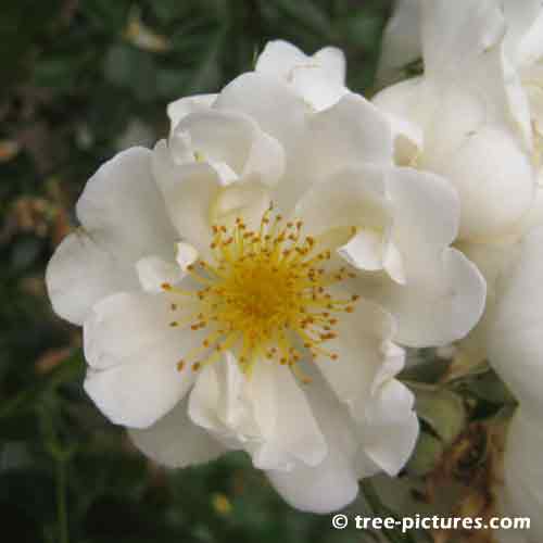 Rose Tree Pictures, Simple White Rose Bloom Image