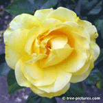 Yellow Rose in Full Bloom | Rose-Blooms @ Tree-Pictures.com